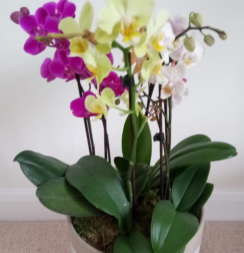 Ruth Harrison Photo 26