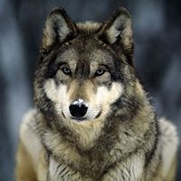Gerald Wolf Photo 24