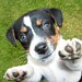Jack Russell Photo 26