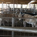 Jan Bull Photo 11
