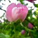 Rose Claytor Photo 7