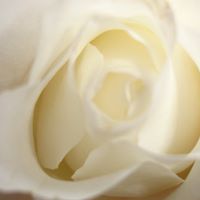 Debra Vandyke Photo 4