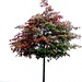 Paul Laub Photo 8