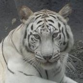 Wai Leung Photo 12
