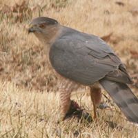 David Irwin Photo 34