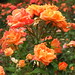 Rose Weeks Photo 17