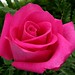 Rose Shields Photo 22