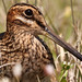 Greg Snipes Photo 7