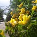 Rose Alley Photo 5