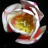 Judy Watt Photo 7