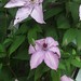 Raymond Plant Photo 13