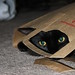 Edward Peek Photo 24