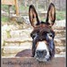 Les Crouch Photo 6
