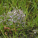 Heather Capes Photo 12