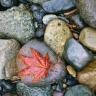 Michelle Brann Photo 16