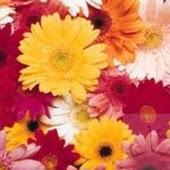 Teresa Henry Photo 26