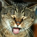 Tabby Sparks Photo 13