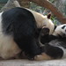 Su Chew Photo 12