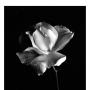 Julie Pritchard Photo 25