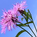 Nell Bloom Photo 2
