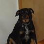 David Noll Photo 31