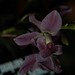Frances Dyer Photo 15