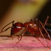 Rick Carpenter Photo 13