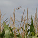 Roger Cary Photo 15