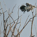David Standley Photo 34