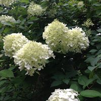 Denise Alcock Photo 6