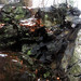 Virginia Woods Photo 25