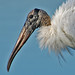 Jenny Stork Photo 8