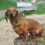 Susan Rickman Photo 28