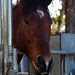 Michele Conroy Photo 16