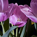 Travis Flowers Photo 19