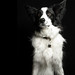 Chad Collie Photo 4