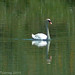 Kenneth Swan Photo 19