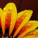 Marcy Bloom Photo 9
