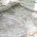 Wiley Meadows Photo 6