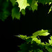Donald Macleod Photo 18