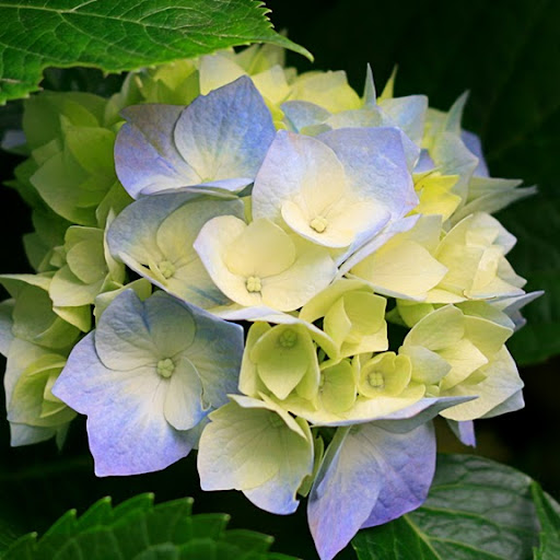 Debra Cornell Photo 27