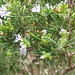 Rosemary Valencia Photo 17