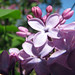 H Bloom Photo 9
