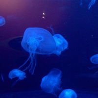 Johanna Rodgers Photo 14