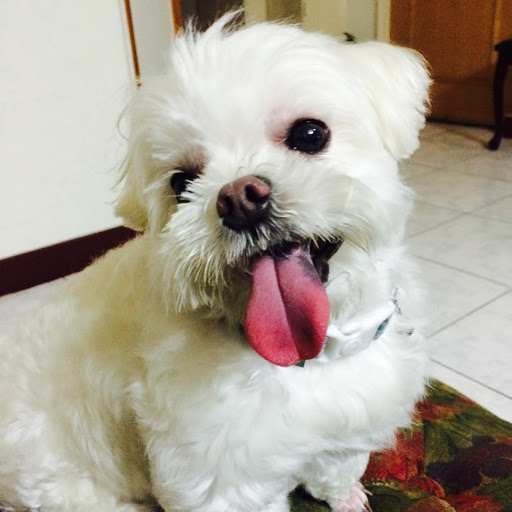 Chia Tsai Photo 9