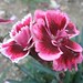 Rosa Cox Photo 20