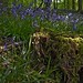 Bradley Forest Photo 9