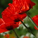 Mildred Francois Photo 8
