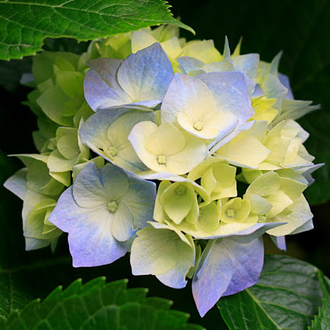 Joanne Harvey Photo 33