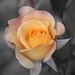 Rose Houston Photo 22